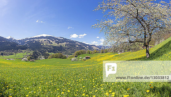 Panoramablick auf grüne Wiesen und Wildblumen im Frühling  Luzein  Region Prattigau-Davos  Kanton Graubünden  Schweiz