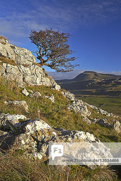 Ein einsamer Baum auf Twistleton Scar mit Ingleborough in der Ferne  Yorkshire Dales National Park  North Yorkshire  England  Vereinigtes Königreich