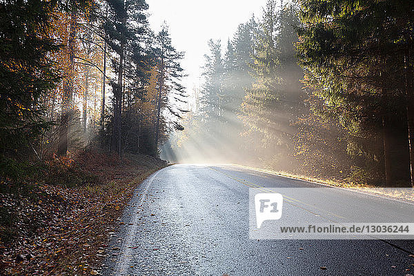 Landschaft mit ländlichem Waldweg in den Strahlen der nebligen Herbstsonne  Lohja  Südfinnland  Finnland