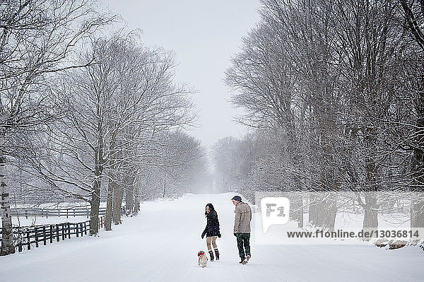 Young couple walking dog in snow covered forest  rear view  Ontario  Canada