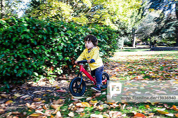 Toddler cycling in park