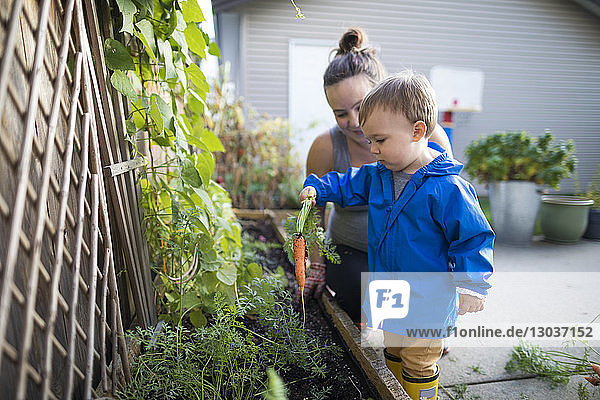 Mother and son harvesting vegetables from a backyard vegetable garden