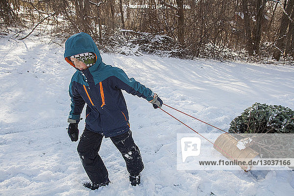 Boy pulling freshly cut Christmas tree on sled across snow â€ Marblehead  Massachusetts  USA