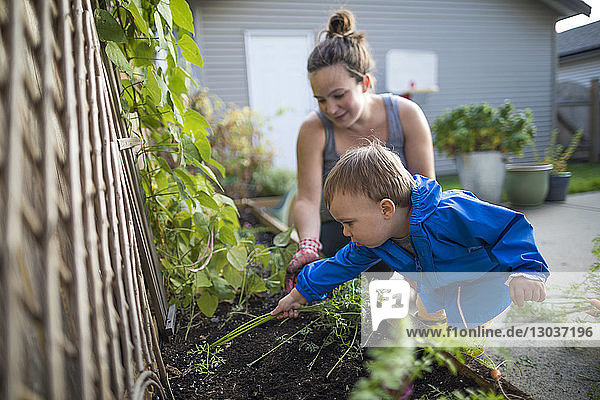 Mother with baby son harvesting vegetables from backyard garden