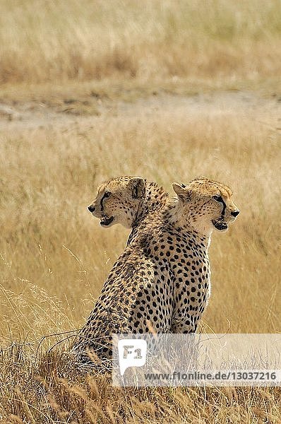 Beautiful nature photograph of two cheetahsâ€ (Acinonyxâ€ jubatus)â€ sitting inâ€ savannah