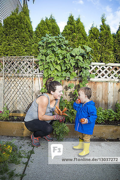 Mutter und Sohn ernten und essen Gemüse aus ihrem Garten