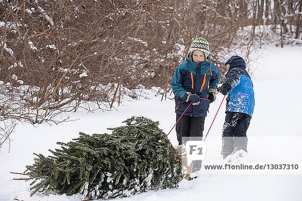 Zehn und acht Jahre alte Brüder holen einen frisch geschlagenen Weihnachtsbaum aus dem Wald