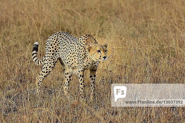 Nature photograph of a single cheetahâ€ (Acinonyxâ€ jubatus)â€ in savannah