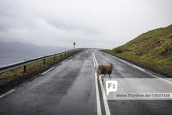 Ein Schaf überquert den Highway 1 in Island  auch bekannt als Ringstraße  nördlich von Reykjavik. Auf vielen isländischen Straßen fahren nur wenige Fahrzeuge  da das Land sehr dünn besiedelt ist  aber die Ringstraße ist die häufigste Route für Touristen  die das Land besuchen. Schafe sind ein häufiger Anblick in Island  wo Wollpullis ein beliebtes Exportgut sind.â€œ