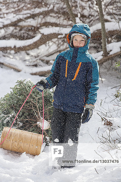 Porträt eines zehnjährigen Jungen  der einen frisch geschlagenen Weihnachtsbaum auf einem Schlitten durch den Schnee zieht â€ Marblehead  Massachusetts  USA