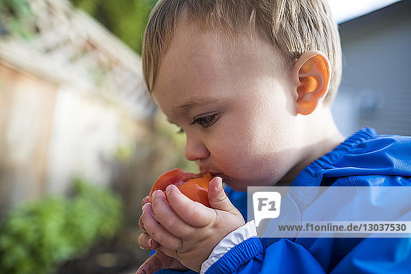 Side view of a baby boy eating a fresh tomato from a backyard vegetable garden