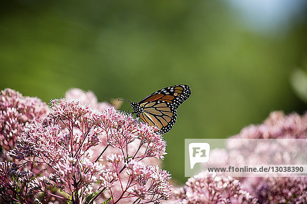 Nahaufnahme eines Monarchfalters auf Blumen