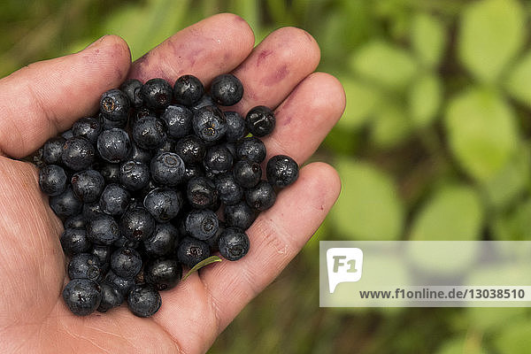 Cropped hand of woman holding blueberries at farm