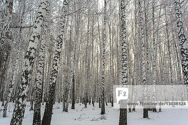 Trees on snowy field at forest during winter