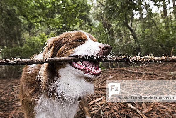 Nahaufnahme eines Hundes  der einen Stock im Maul trägt  während er im Wald steht