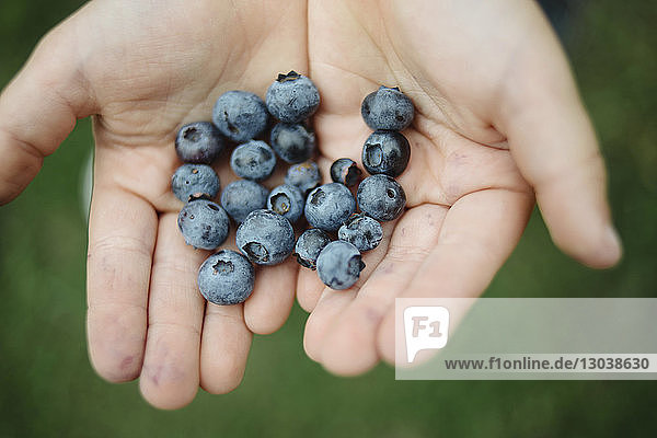 Cropped hands of girl holding blueberries