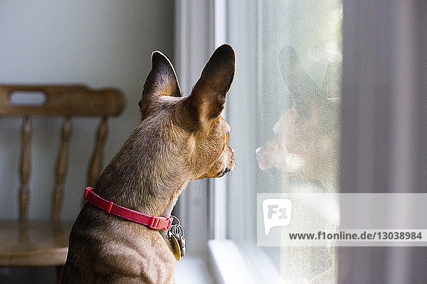 Hund mit Halsband  der zu Hause durchs Fenster schaut