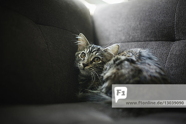 Nahaufnahme eines Kätzchens auf dem Sofa