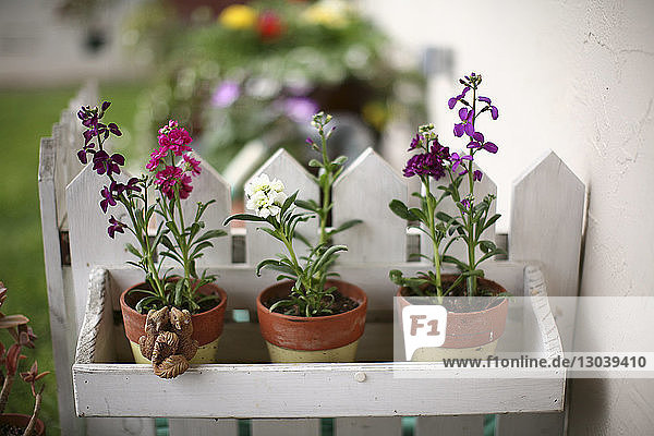 Close-up of potted plants on shelf in yard