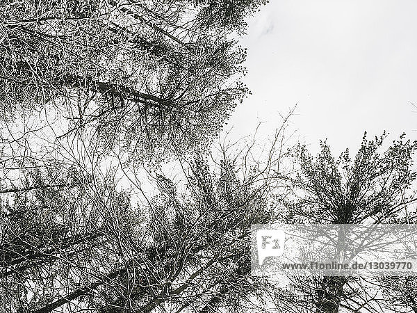Niedrigwinkelansicht von kahlen Bäumen gegen den Himmel im Wald im Winter