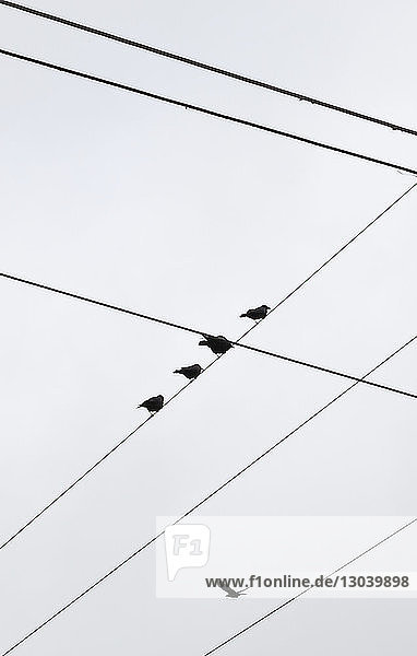 Niedrigwinkelansicht von Silhouettenvögeln,  die am Kabel vor klarem Himmel sitzen