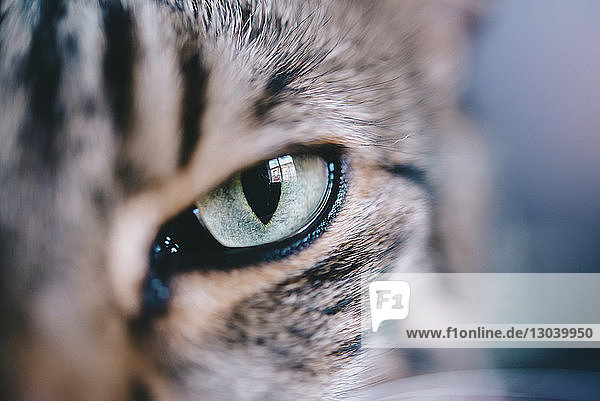 Extreme close-up portrait of tabby cat