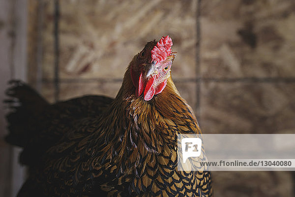 Nahaufnahme-Porträt einer Henne im Hühnerstall