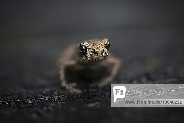 Nahaufnahme eines Frosches auf nasser Straße