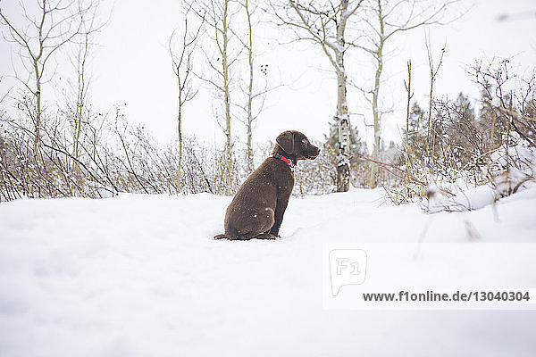Schokoladen-Labrador auf schneebedecktem Feld sitzend
