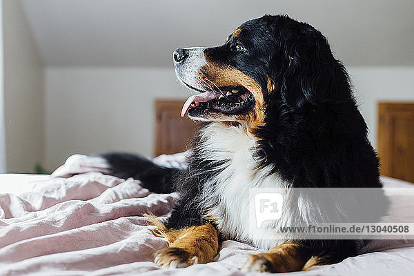 Nahaufnahme eines Hundes  der wegschaut  während er zu Hause auf dem Bett liegt