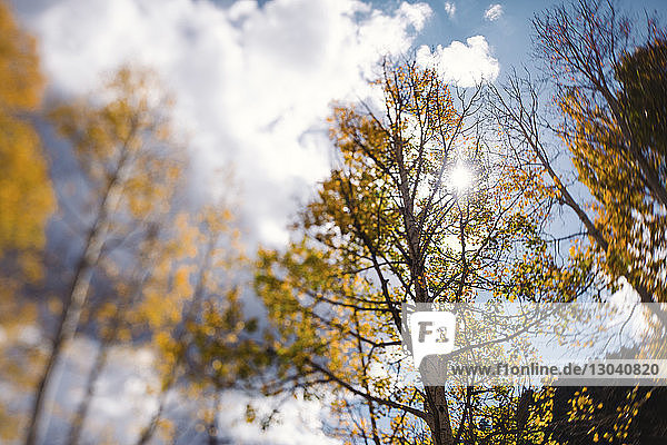 Tiefblick auf Herbstbäume im Wald vor bewölktem Himmel an einem sonnigen Tag