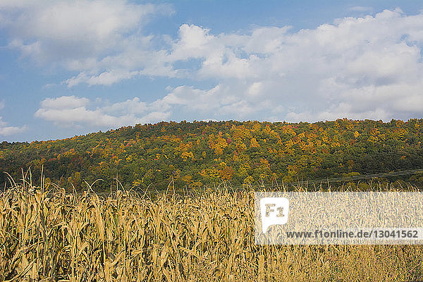 Scenic view of dried corn field against sky