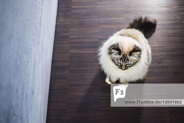 Hochwinkelansicht einer Katze  die wegschaut  während sie zu Hause auf einem Parkettboden sitzt