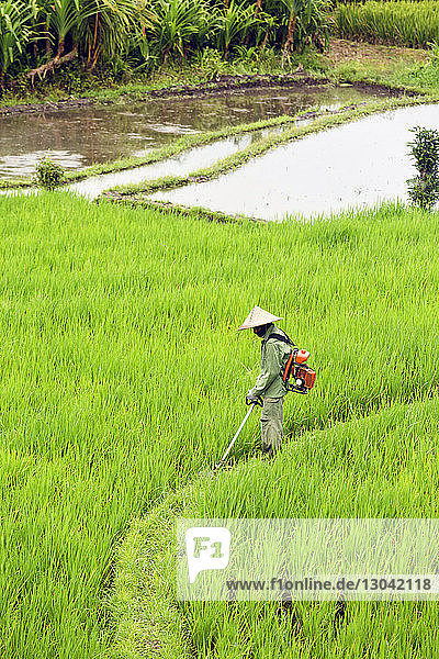 Side view of farmer working in rice paddy