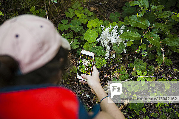 High angle view of hiker photographing plants through smart phone at Redwood National and State Parks