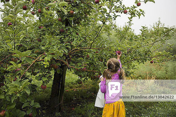 Rear view of girl picking apples in orchard