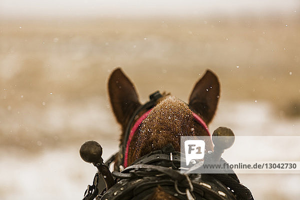 Nahaufnahme eines Pferdes bei Schneefall