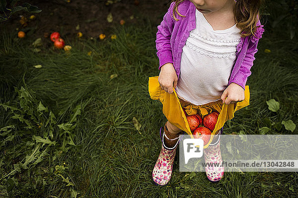 High angle view of girl carrying apples in skirt at orchard