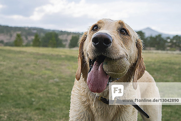 Labrador Retriever trägt den Ball im Mund  während er im Park auf dem Feld steht