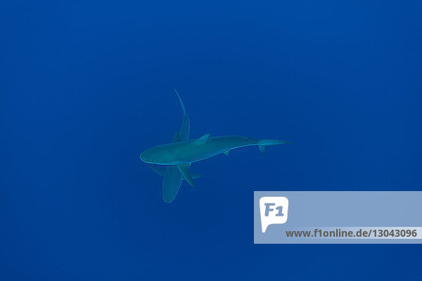 Unterseeisch schwimmende Haie