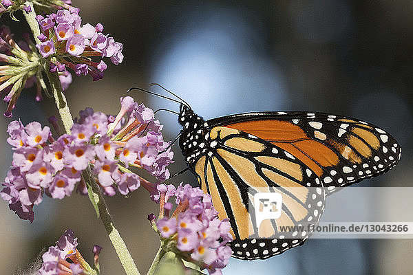 Nahaufnahme eines Monarchfalters  der frische Blumen bestäubt