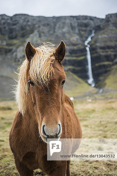 Porträt eines auf dem Feld vor einem Wasserfall stehenden Pferdes