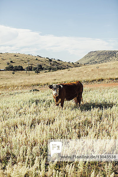 Porträt einer Kuh  die an einem sonnigen Tag auf einem Grasfeld gegen den Himmel grast