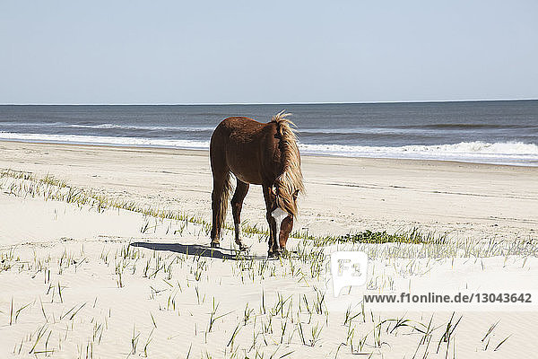 Horse standing at beach against clear sky during sunny day