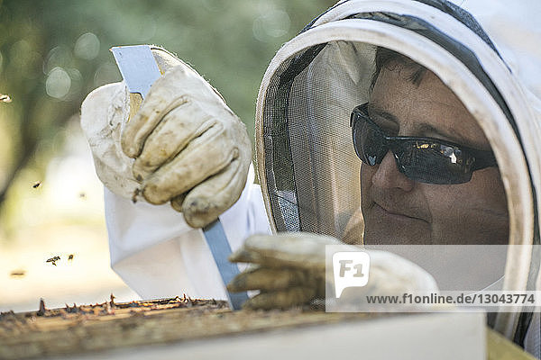 Imker benutzt Handwerkzeug zum Entfernen von Bienen aus dem Bienenstockrahmen