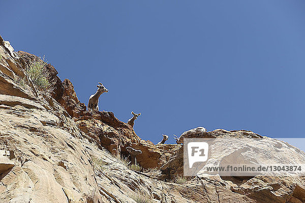 Low angle view of bighorn sheep and lambs on cliff against clear sky at Capitol Reef National Park