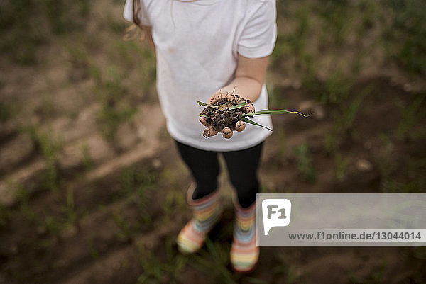 Low section of girl holding plant with soil while standing on field