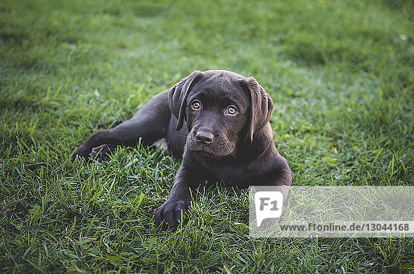 High angle portrait of puppy sitting on grassy field