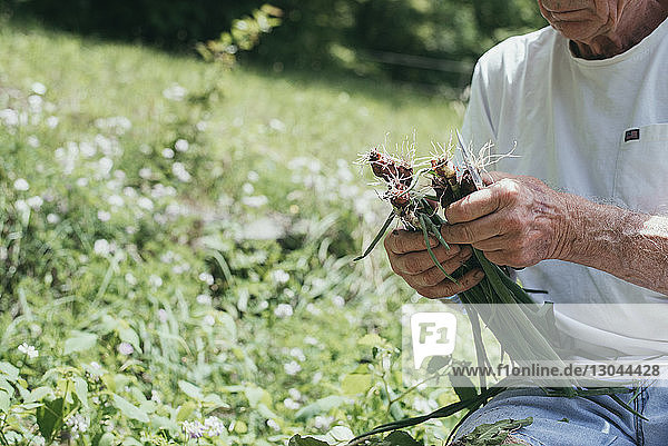 Geschnittenes Bild eines älteren Mannes bei der Frühlingszwiebelernte auf dem Feld