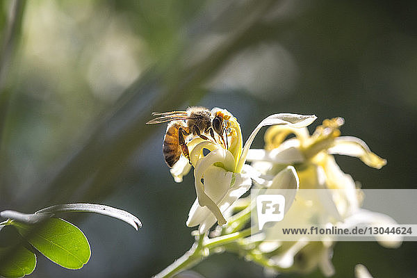 Nahaufnahme einer Honigbiene  die auf weisse Blüten bestäubt